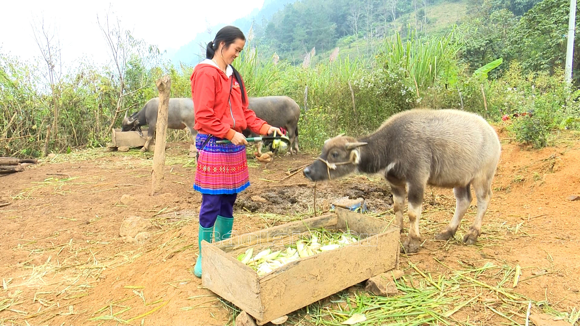 Người dân xã Phìn Hồ, huyện Sìn Hồ phát triển kinh tế từ chăn nuôi đại gia súc.
